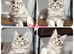 TICA registered adorable Maine coon kittens Ready Now