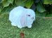 Pure bred mini lops baby rabbits .