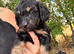 Dachshund puppies