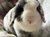 Adults and babies for sale pure bred mini lops