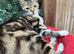FEMALE CATS NEEDING LOVING HOMES