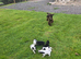 Reduced. Working cocker puppies ready now.