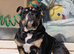Nebbr registered male puppy 9 months old
