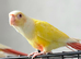 Hand reared lutino conure