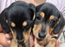 2 female black tan dachshund for sale