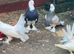 strong pigeons