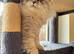 Ready Now - Kitten - 1 Male Chinchilla Silver Persian
