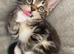 Maine coon x bengal kittens