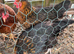 4 chickens