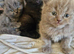 British short haired cross kittens for sale