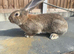 Baby bunny’s