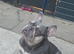 French bulldog bitch