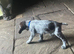 Kc German wiredhaired pointer pups