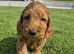Beautiful cockapoo pups £600