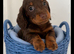 Miniature Beautiful long hair dachshunds