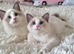 BEAUTIFUL TICA REGISTERED RAGDOLLS KITTENS