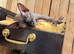 Male neutered loving cat looking for a new home