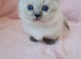 Ragdoll Kittens** READY NOW **