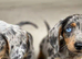 Beautiful dachshunds