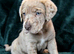 Labrador x Mastiff