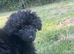 Stunning Jet black Toy poodle full