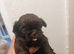 2 imperial shih tzu pups