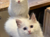 Stunning ragdoll kittens