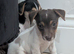 Jack Russell pups