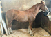 2 year old filly welsh d
