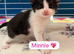 Beautiful bi and tri colour domestic short hair Kittens
