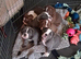 Beautiful old English bulldogs for sale!!!