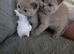 BSH 3 lilac 3 blue male and female ready now