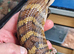 Baby blue tongue skinks for sale