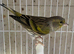 Canary x European Siskin mules
