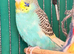 Young Budgies 8 to 10 Weeks Old Available Runcorn Area