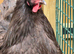 Chocolate & chocolate mottled Orpington pair.