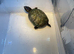 Female Map Turtle