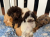 Gorgeous and unique minature poodles