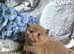 Champion Pedigree TICA Registered Kittens