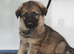 German Shepherd Puppies