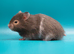 Long Haired Male Syrian Hamsters