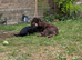 1 beautiful girl cockapoo left