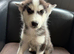 Girl black and white Siberian husky