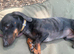 Dachsund looking for special home