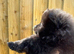Pomeranian ready now