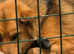 8 German shepherd puppies for sale