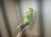 Adult male budgie for sale