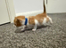 4 ginger and white kitten