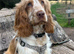 Show cocker puppies