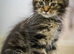 Reduced to £695 pure breed Mainecoon kittens ready now